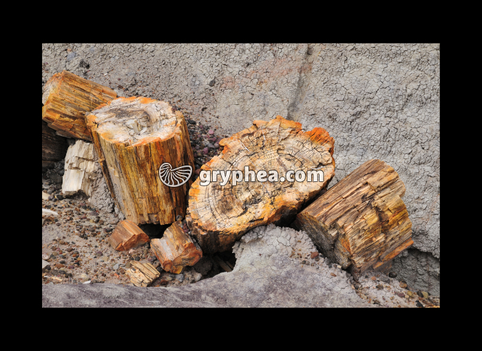Tronc d'Araucaria silicifié (Petrified forest, USA) - gryphea.com